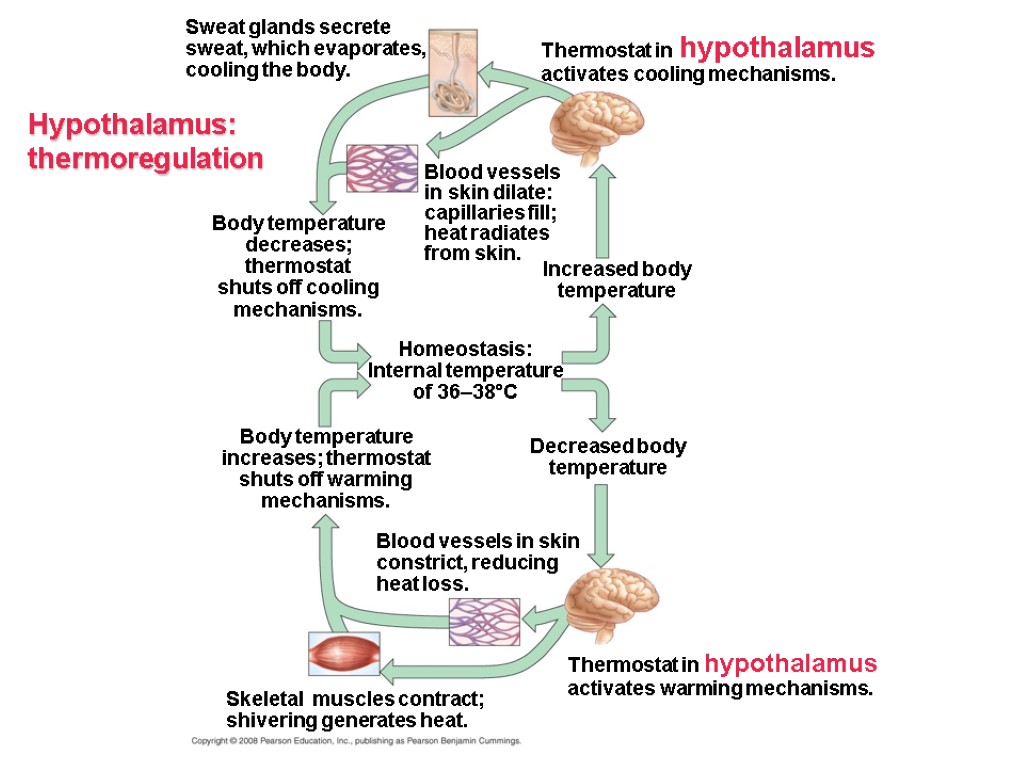 Hypothalamus: thermoregulation Sweat glands secrete sweat, which evaporates, cooling the body. Thermostat in hypothalamus